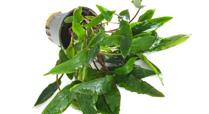 Wasserkelch (Cryptocoryne) in Topf für Süßwasseraquarien – perfekte Anfängerpflanze