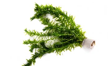 Wasserpest (Elodea) im Pflanztopf – ideale Aquarienpflanze für Einsteiger