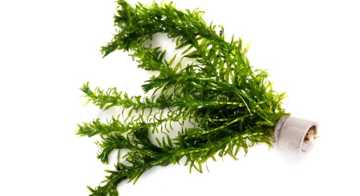 Wasserpest (Elodea) im Pflanztopf – ideale Aquarienpflanze für Einsteiger