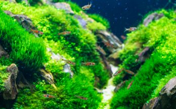 Zwergbärbling (Boraras brigittae) Schwarm im dicht bepflanzten Nano-Aquarium mit Moospolstern und Steinen