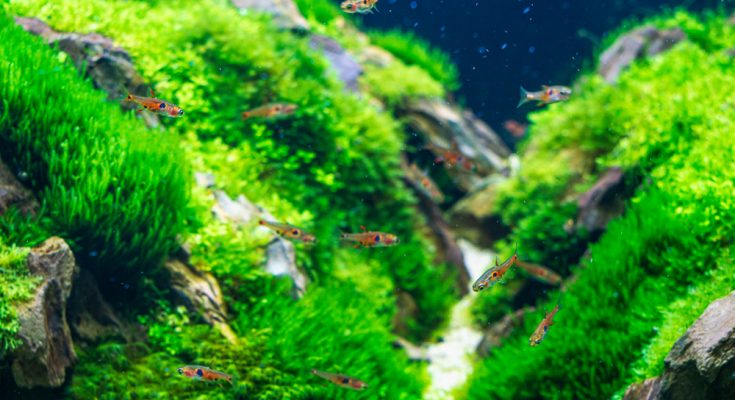 Zwergbärbling (Boraras brigittae) Schwarm im dicht bepflanzten Nano-Aquarium mit Moospolstern und Steinen